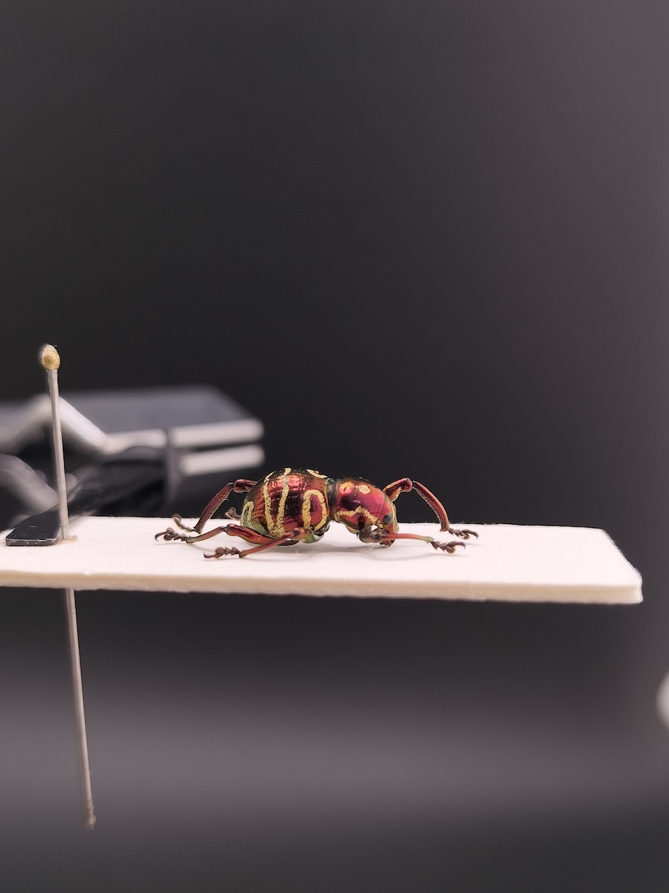 Eupholus 豔彩象鼻蟲