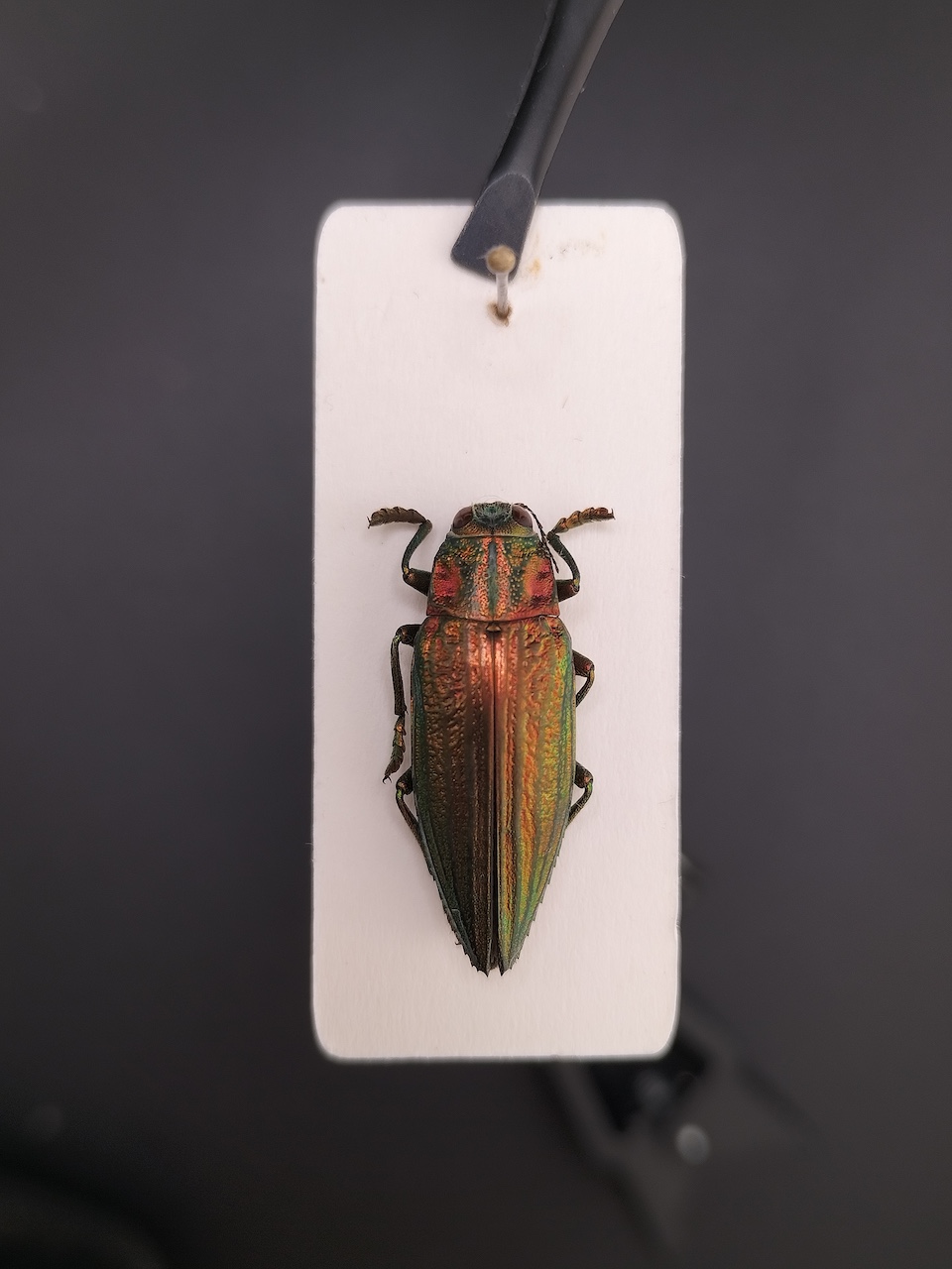 Chrysochroa fulgidissima – 日本玉蟲標本